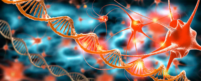 How Maternal X Chromosome Skew Accelerates Brain Aging