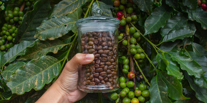 From Bean to Brew: The Microbial Secret to Great Tasting Coffee