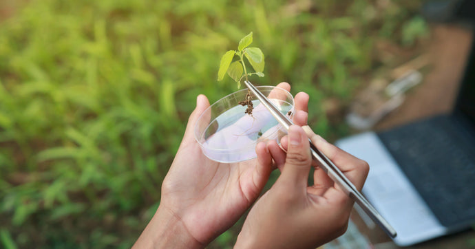 CTAB Protocol for Isolating DNA From Plant Tissues