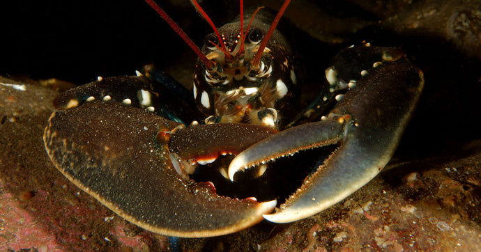 Judging a Lobster by its Tail
