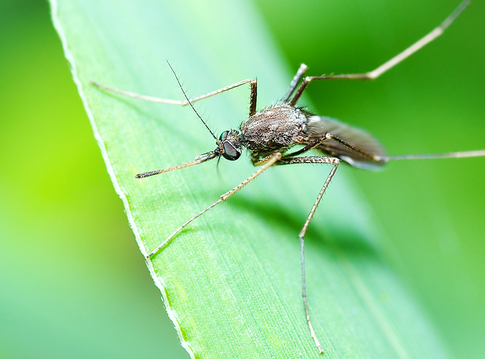 The War On Malaria: Knowing the Enemy