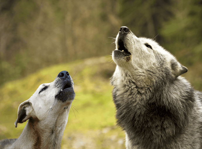 The Missing Link In Divergent Evolution