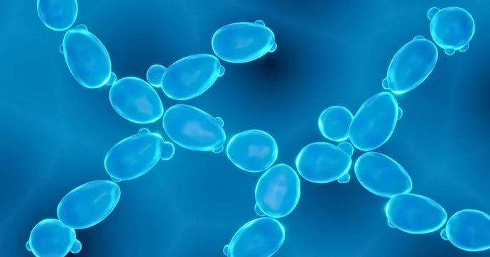 How to Maximize Yeast Transformation Efficiency