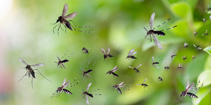 Cutting-Edge Mosquito Management