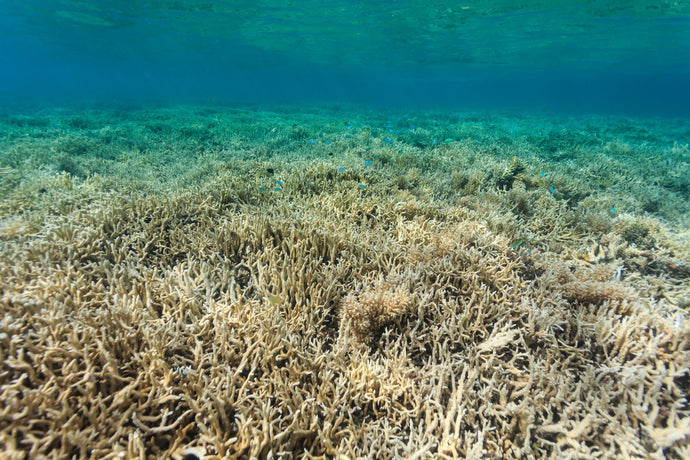 Can Coral DNA Measure Ocean Health?