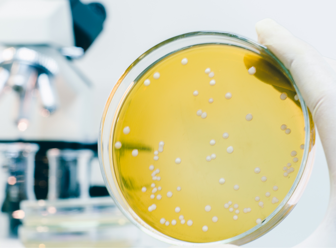 How to Make Competent Cells: Protocols and Tips