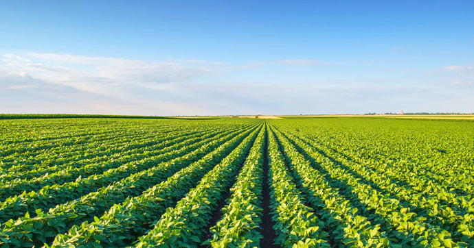 Transforming Agriculture and Therapeutics: The Roots of Plant Synthetic Biology