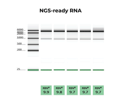 <i>Quick</i>-RNA Miniprep Kit