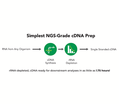 Zymo-Seq RiboFree Universal cDNA Kit
