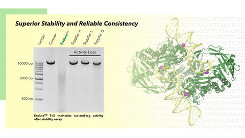 Endura Tn5 Transposase - Loaded