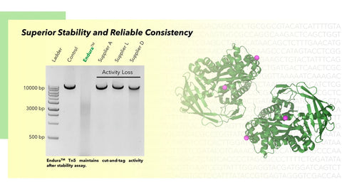 Endura Tn5 Transposase  - Unloaded