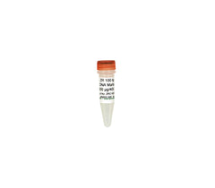 ZR 100 bp DNA Marker